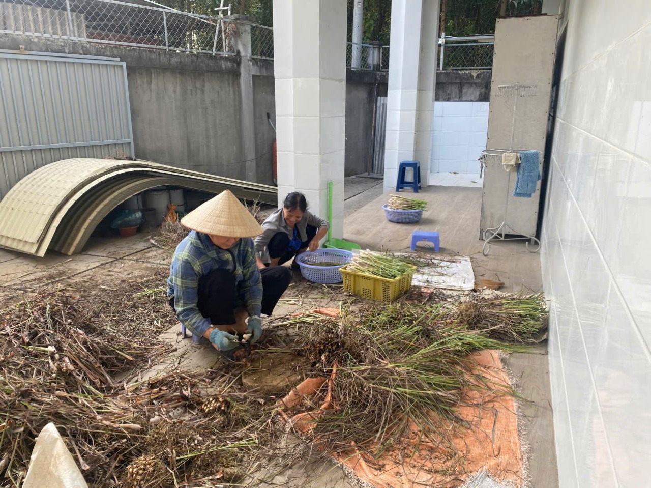 Khoa Công Nghệ triển khai dịch vụ chiết xuất tinh dầu sả theo đơn đặt hàng doanh nghiệp